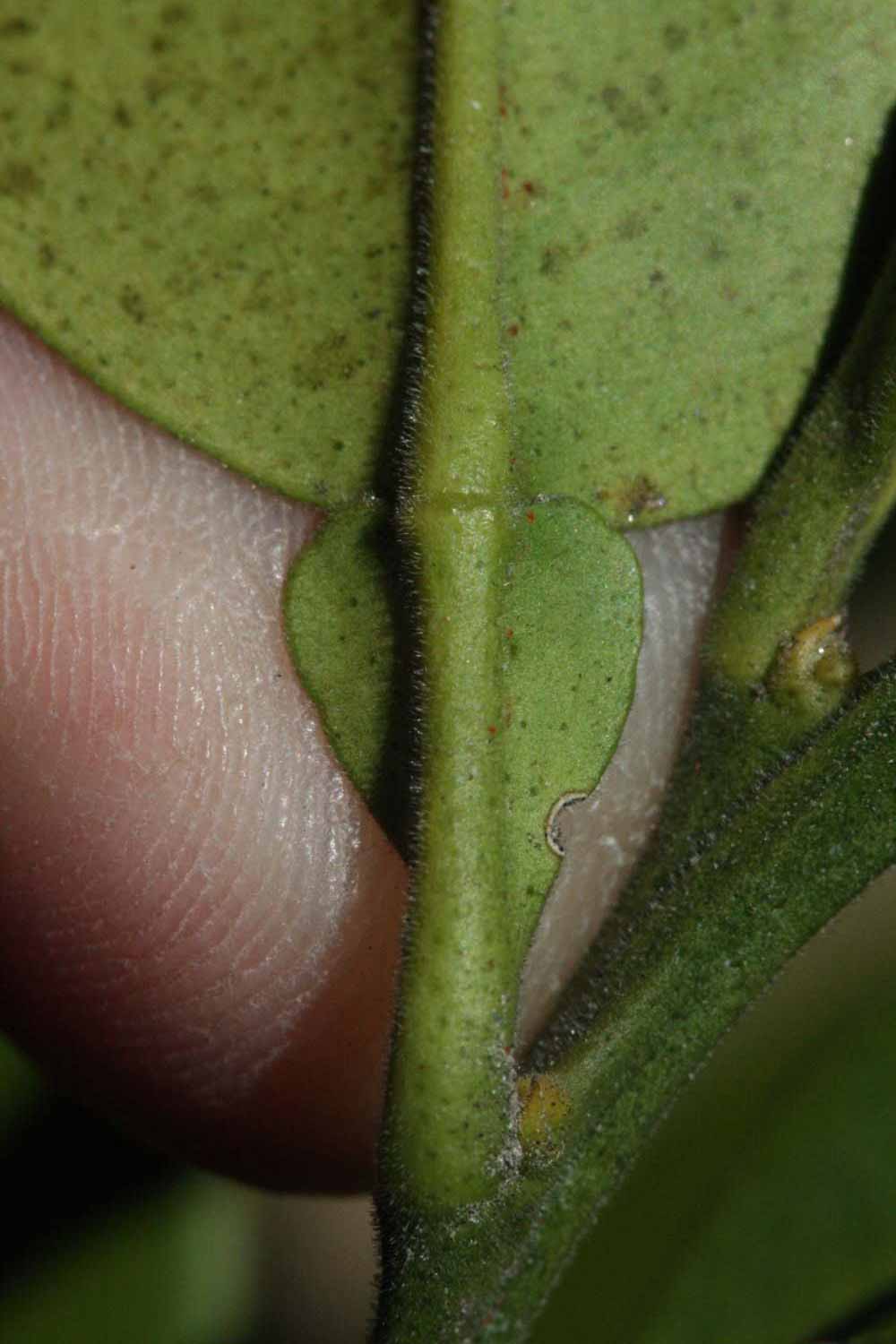              Petiole (Riverside, CA)       